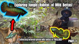 Catching WILD BETTAS in their natural habitat in eastern Thailand on the hunt for the Emerald betta [upl. by Olonam]