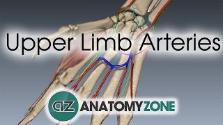 Upper Limb Arteries  Hand and Wrist  3D Anatomy Tutorial [upl. by Georgeanne]