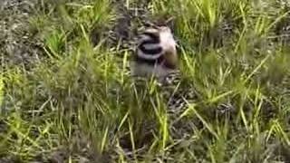 Killdeer defending nest [upl. by Diskson479]