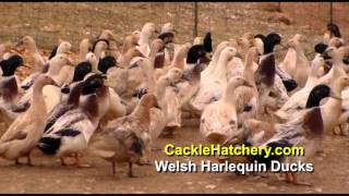 Welsh Harlequin Ducks Breed Breeder Flock  Cackle Hatchery [upl. by Holman998]