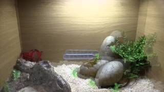 HOW TO SETUP A CORN SNAKE VIVARIUM [upl. by Naic]