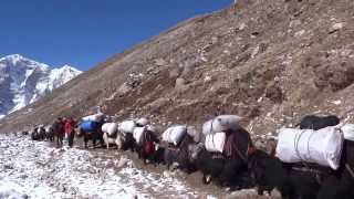 Yak Caravan  EBC Region [upl. by Halbert23]