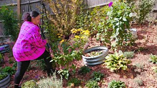 Red Riding Hood Penstemon  Autumn Joy Sedum  Solar Flare Kniphofia  Lets Plant🌞 garden [upl. by Artemas]