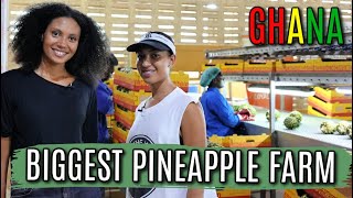 PINEAPPLE FARM IN GHANA EXPORTING 350000 PINEAPPLES A MONTH  Agriculture in Ghana [upl. by Rani936]