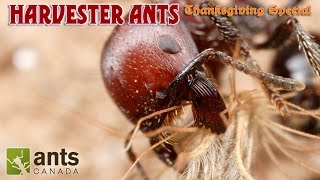 A Bearded Ant  Harvester Ants Thanksgiving Special Part 2 [upl. by Luz]