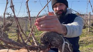 Potatura della Vite  I grandi vigneti di Bordeaux Il Guyot double Médocaine [upl. by Conyers]