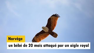 Norvège  un aigle royal abattu après avoir attaqué un bébé de 20 mois [upl. by Chapen]