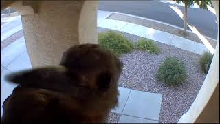 A woodpecker pecking on my security camera [upl. by Trotta33]