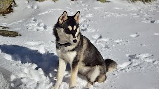 Dog Sports The Siberian Husky s Agility Skills 1 [upl. by Hines]