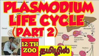 PLASMODIUM LIFE CYCLE PART 2  TAMIL  MOSQUITO  HUMAN HEALTH AND DISEASES  STD 12  TNSCERT [upl. by Nuzzi]