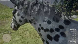 Red Dead Redemption 2  All Appaloosa horse coats [upl. by Moss968]