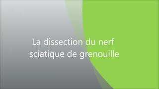 dissection du nerf sciatique [upl. by Ayala527]