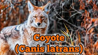 Coyotes en la naturaleza Adaptabilidad y supervivencia  SafariPix [upl. by Madelyn120]