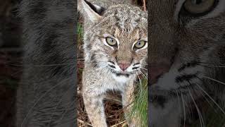 Up close with Fred the bobcat 😂bobcat [upl. by Jeddy]