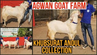 Khubsurat Andul White Andul Collection Reasonable Rate Me Agwan Goat Farm Bhiwandi Padgha [upl. by Adnor]