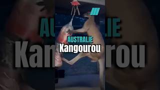 🇦🇺 La puissance du Kangourou [upl. by Thornton]