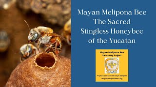 Mayan Melipona Bee The Sacred Stingless Honeybee of the Yucatan [upl. by Yrram]