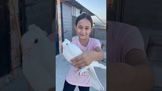 GÜVERCİN UÇURDUM funny shorts pigeon [upl. by Ayam]