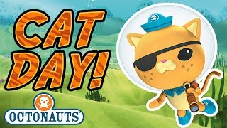 Octonauts  Its Cat Day  Kwaziis Best Moments [upl. by Capwell]