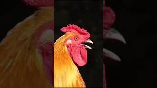 Rooster crowing compilation the best rooster viralshort youtubeshorts [upl. by Ahseek]