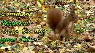 Comment lECUREUIL cache les noix pour lhiver [upl. by Ahsuat712]