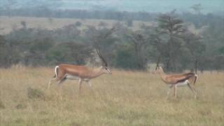 Grants gazelles defend a fawn from hunting blackbacked jackals [upl. by Lam408]