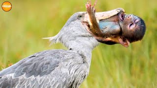 Shoebill Stork ─ The Dark Side of The Sibling Slayer Shoebill vs Lungfish [upl. by Ahsiele488]