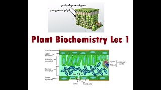 Lecture 1 Introduction to Mesophyllic cell [upl. by Wertz]