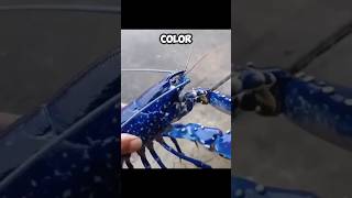 The BLUE LOBSTER  EXTREMELY RARE CREATURE 😱 [upl. by Ettenwad]