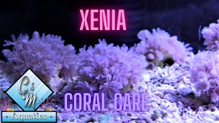 Xenia coral care and tips [upl. by Norvun]