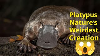 Platypus natures weirdest creation [upl. by Gussy]