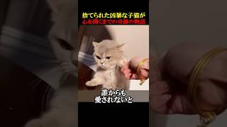 ㊗️10万回再生！捨てられた凶暴な子猫が心を開くまでの奇跡の物語 動物 感動 animals [upl. by Ruzich]