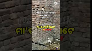 ମାତ ମାହିଁ ଅଟେ 😽❤️ odiamotivation ytshorts maa babycat love halaplay animals shortvideo [upl. by Lumbye]