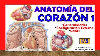 🥇 Anatomía del CORAZÓN 15  Generalidades Caras y Configuración Externa [upl. by Notxap]