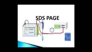 Gel Electrophoresis  PAGE amp PFGE [upl. by Dionis]