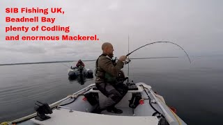 SIB Fishing UK  Beadnell a day of plenty of Codling and good company [upl. by Porter]