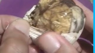 🌈Lets open BALUT ready to eat🥚egg embryo ASMR trending yummy🥚 [upl. by Ahtelrac]