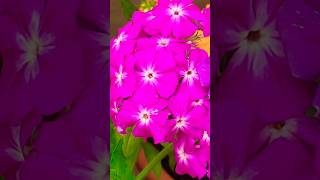 Phlox flowers blooming in three Shades gardening phlox [upl. by Augusta]