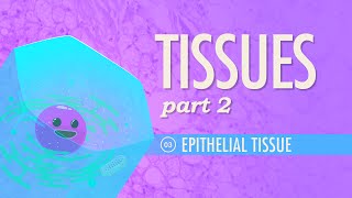 Tissues Part 2  Epithelial Tissue Crash Course Anatomy amp Physiology 3 [upl. by Alleuqcaj550]