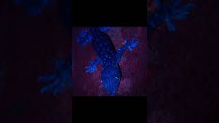 Biofluorescent Geckos Malaysia [upl. by Savannah]