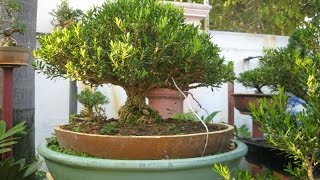 Japanese Boxwood Buxus microphylla japonica [upl. by Dannica212]