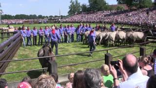 Dülmen Wildpferdefang 2014 Einlauf  Fang der ersten Fohlen [upl. by Maura]