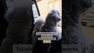 Mengapa anjing suka menjulurkan kepalanya keluar jendela mobil poodle doglover pecintaanabul [upl. by Ozne771]