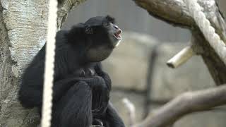 Siamang apes making noise at the Tulsa Zoo [upl. by Courtund431]