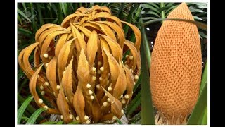 Cycas  Reproduction [upl. by Idolem212]