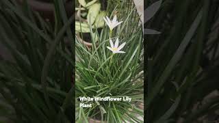 White Windflower Lily Plantbeautifulnatureplantsshortsviraltrendingyoutubeshortsyoutube [upl. by Eittol150]