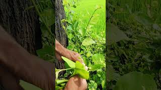 Amazing CG  Plant Cutting with short videos [upl. by Sanjiv]