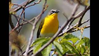 Bird ID Yellow Breasted Chat [upl. by Rudd308]