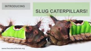 Introducing Slug Caterpillars [upl. by Netneuq]