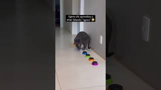 Eu nunca superei esse vídeo HAHAHAHgatocinza gatosfofos amogatos gatosdoinstagram trigatos [upl. by Warford]